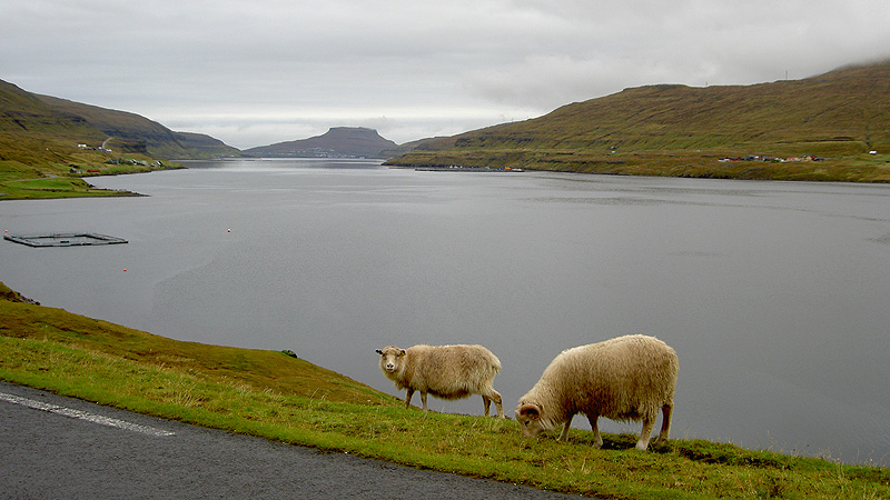 Bilpaket Färöarna - Syd och Nord, 6 dagar (6510)